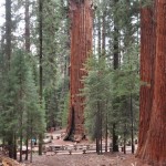 Sequoia 5