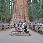 Sequoia 6